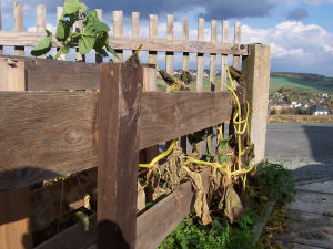 Der Garten im Oktober 2006