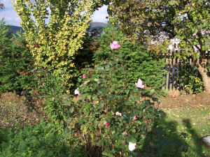 Der Garten im Oktober 2006