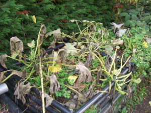 Der Garten im Oktober 2006