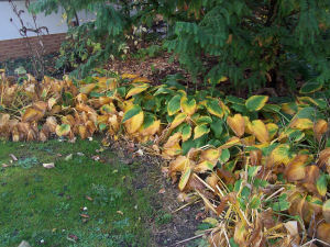 Der Garten im Oktober 2006