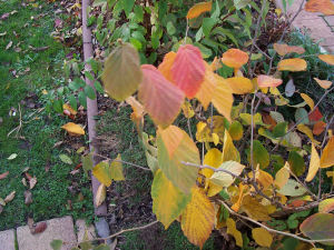 Der Garten im Oktober 2006