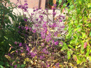 Der Garten im Oktober 2006