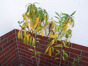 Der Garten im Oktober 2006