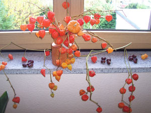 Der Garten im Oktober 2006
