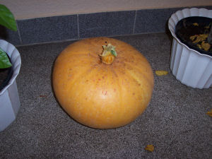 Der Garten im Oktober 2006