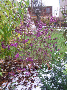 Der Garten im November 2006