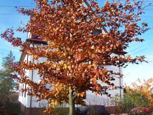 Der Garten im November 2006