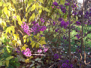 Der Garten im November 2006