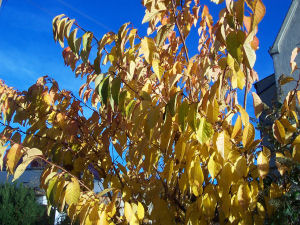 Der Garten im November 2006