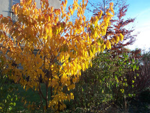 Der Garten im November 2006