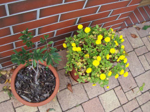 Der Garten im November 2006