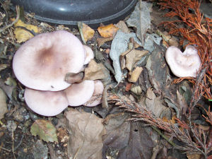 Der Garten im November 2006