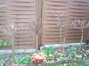 Der Garten im November 2006