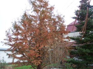 Der Garten im November 2006