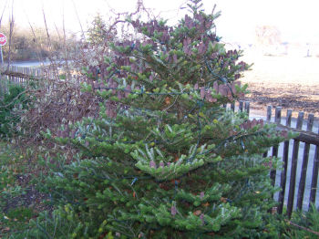 Der Garten im Dezember 2006