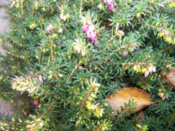 Der Garten im Dezember 2006