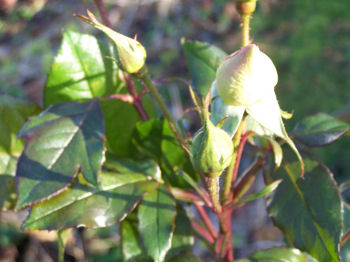 Der Garten im Dezember 2006