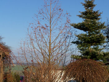 Der Garten im Dezember 2006