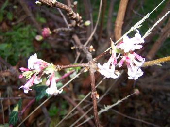 Der Garten im Dezember 2006