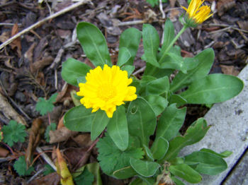 Der Garten im Dezember 2006