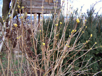 Der Garten im Januar 2007