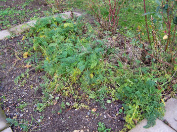 Der Garten im Januar 2007