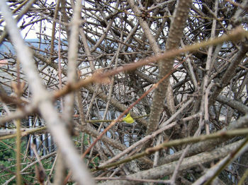 Der Garten im Januar 2007