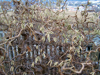 Der Garten im Januar 2007