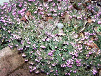 Der Garten im Januar 2007