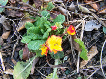 Der Garten im Januar 2007