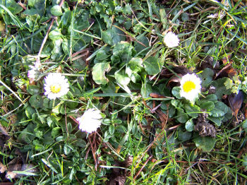 Der Garten im Januar 2007
