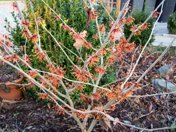 Der Garten im Januar 2007