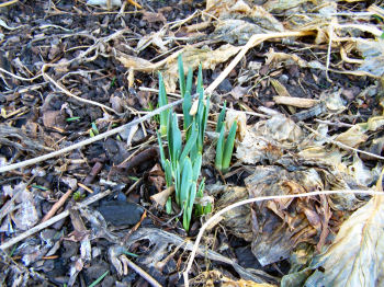 Der Garten im Januar 2007