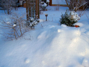 Der Garten im Januar 2007