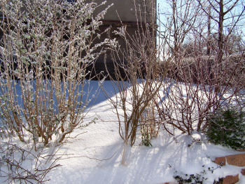 Der Garten im Januar 2007