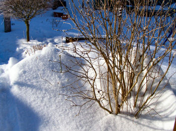 Der Garten im Januar 2007