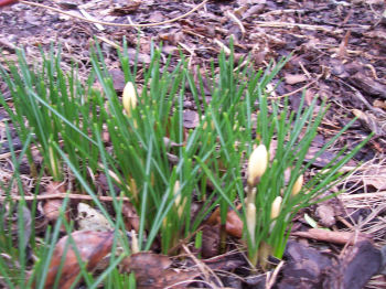 Der Garten im Februar 2007