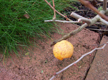 Der Garten im Februar 2007