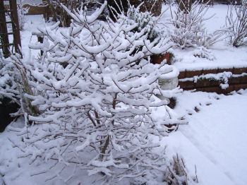 Der Garten im Februar 2007