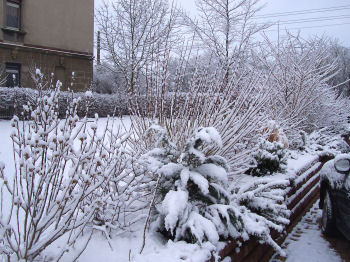 Der Garten im Februar 2007