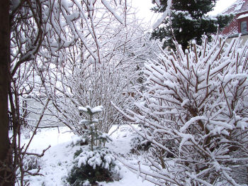 Der Garten im Februar 2007