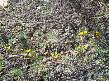 Der Garten im Februar 2007