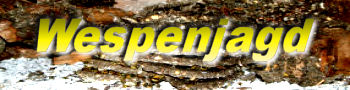 Wespenjagd